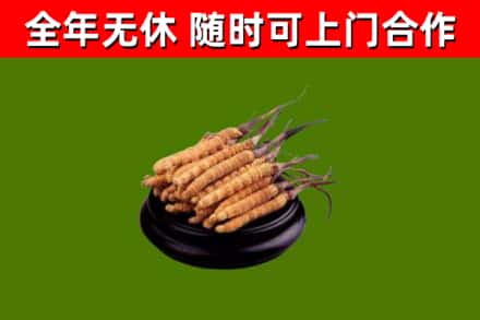 麦积区回收散虫草